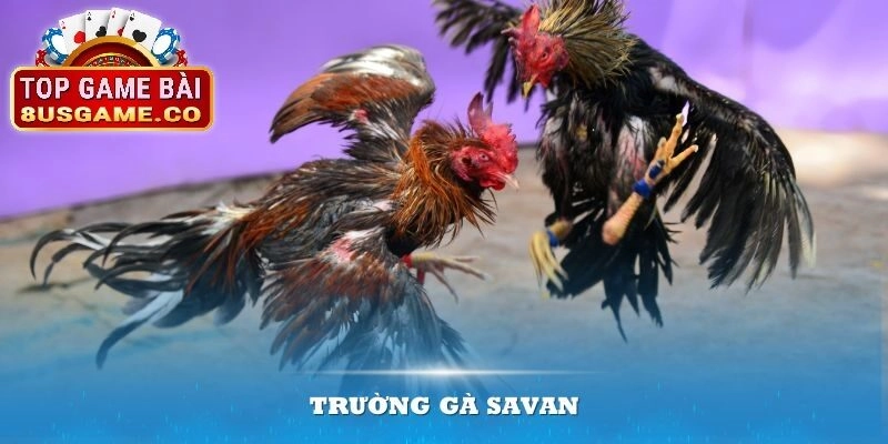 Giới thiệu tổng quan về Trường gà Savan tại 8US