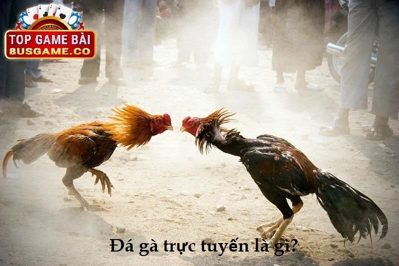 Giới thiệu về Đá gà trực tuyến tại cổng game 8US