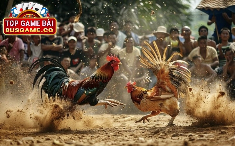 Kinh nghiệm chơi Đá gà trực tuyến hiệu quả tại 8US