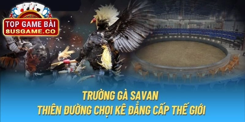 Trải nghiệm đá gà đẳng cấp thế giới Savan tại 8US
